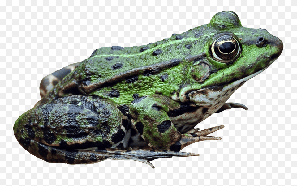 Frog, Amphibian, Animal, Wildlife, Lizard Png Image