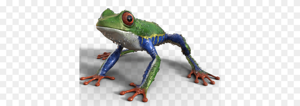 Frog Amphibian, Animal, Wildlife, Tree Frog Free Transparent Png