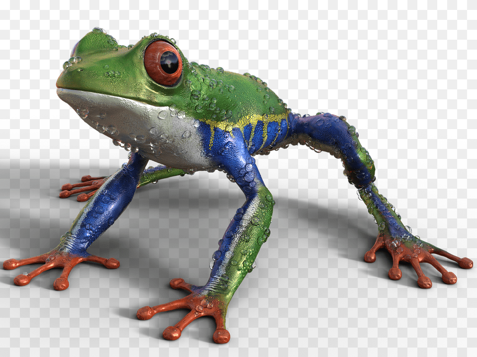 Frog Amphibian, Animal, Wildlife, Lizard Free Png