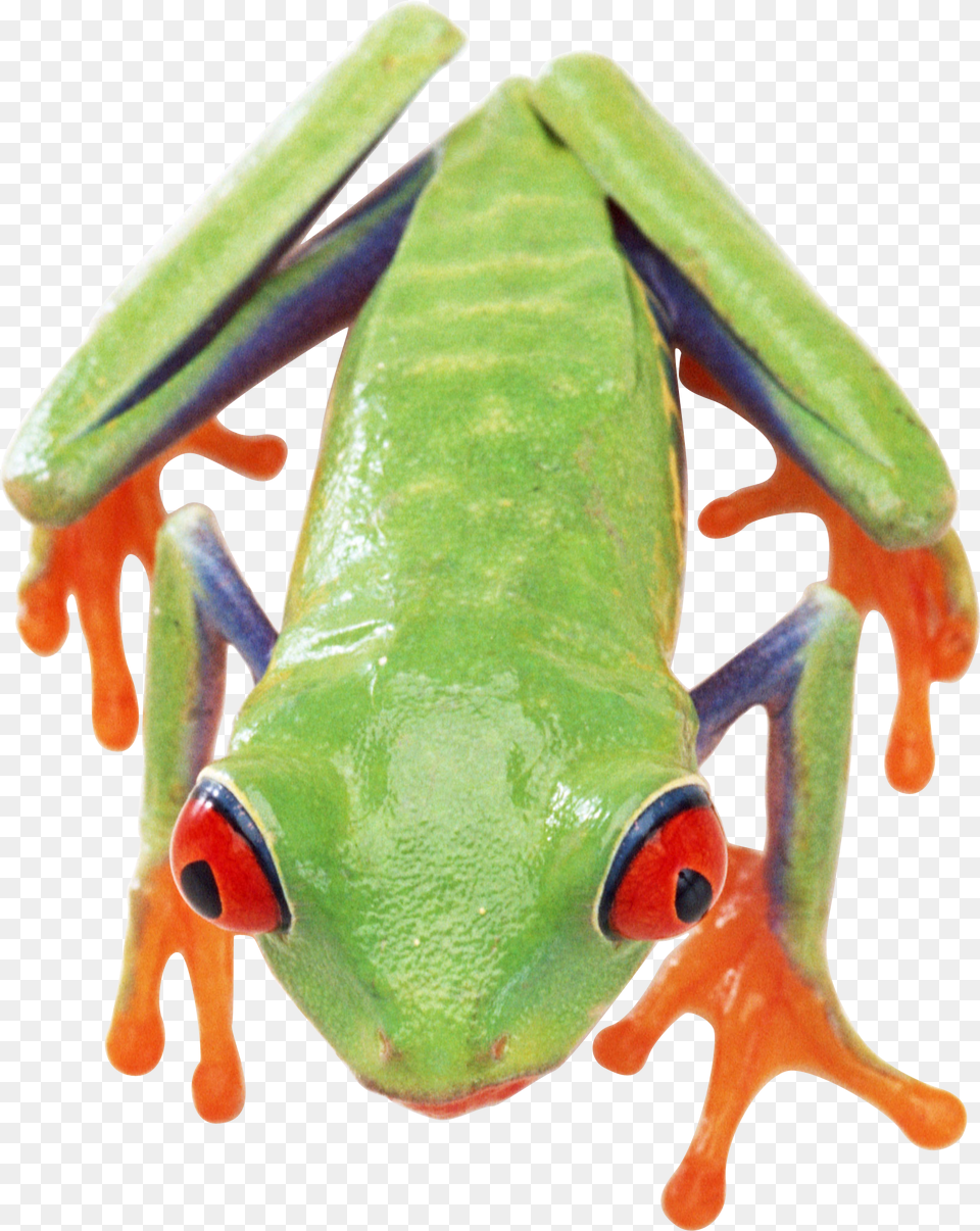 Frog, Amphibian, Animal, Wildlife, Tree Frog Free Transparent Png