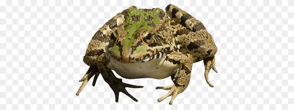Frog, Amphibian, Animal, Wildlife, Reptile Png Image