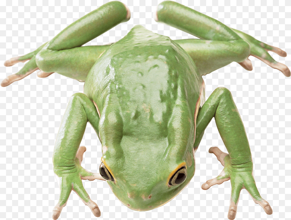 Frog, Amphibian, Animal, Wildlife, Dinosaur Free Png Download