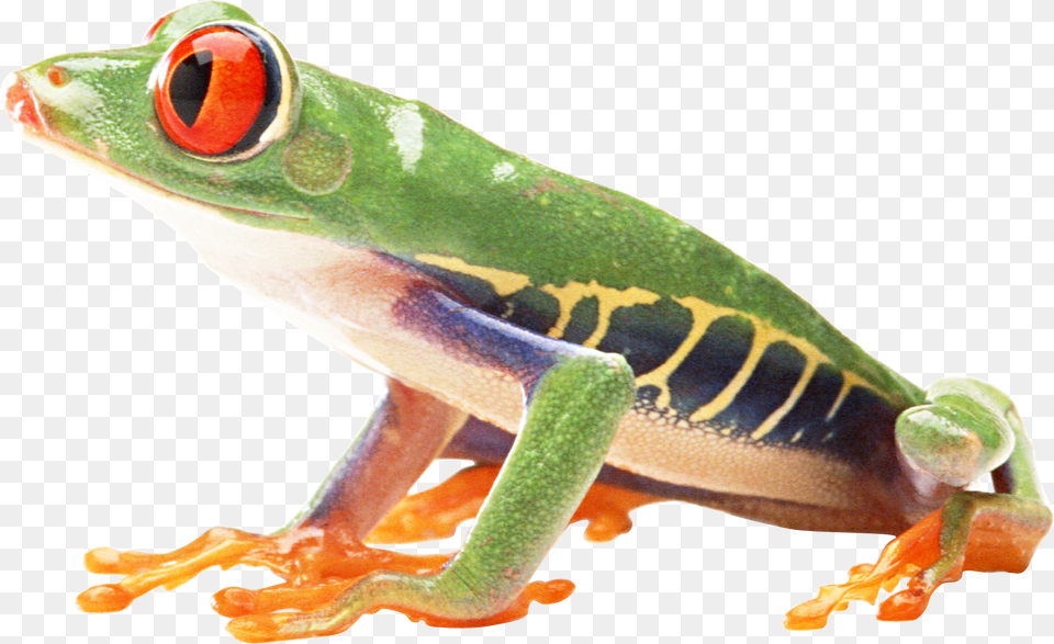 Frog, Amphibian, Animal, Wildlife, Tree Frog Png