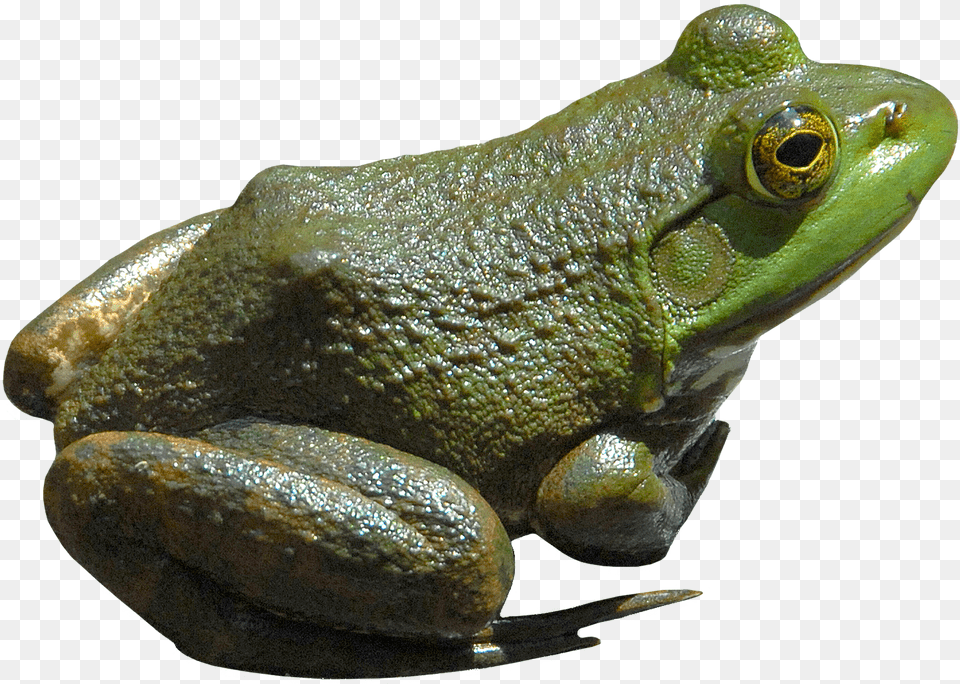 Frog, Amphibian, Animal, Wildlife, Fish Free Transparent Png