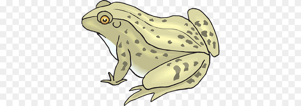 Frog Amphibian, Animal, Wildlife, Fish Free Transparent Png