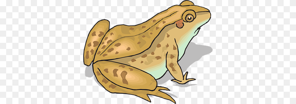 Frog Amphibian, Animal, Wildlife, Person Free Png