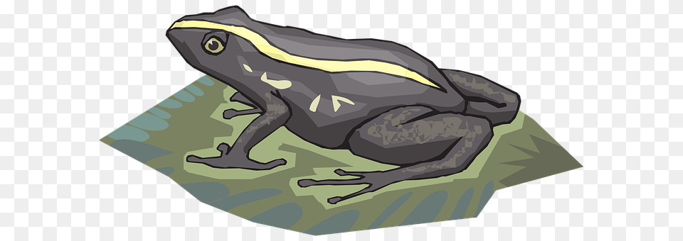 Frog Amphibian, Animal, Wildlife, Person Free Transparent Png