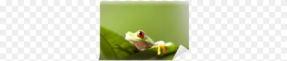 Frog, Amphibian, Animal, Wildlife, Tree Frog Free Png Download