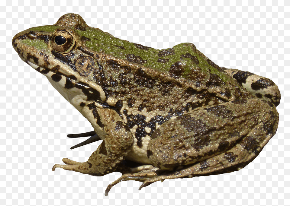 Frog, Amphibian, Animal, Wildlife, Fish Free Transparent Png