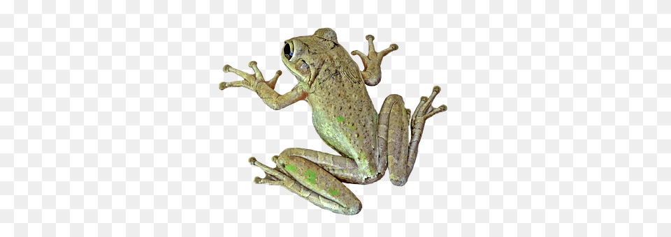 Frog Amphibian, Animal, Wildlife, Tree Frog Png Image