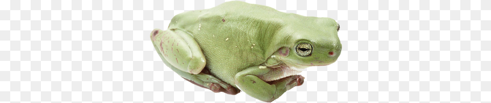 Frog, Amphibian, Animal, Wildlife, Tree Frog Free Transparent Png