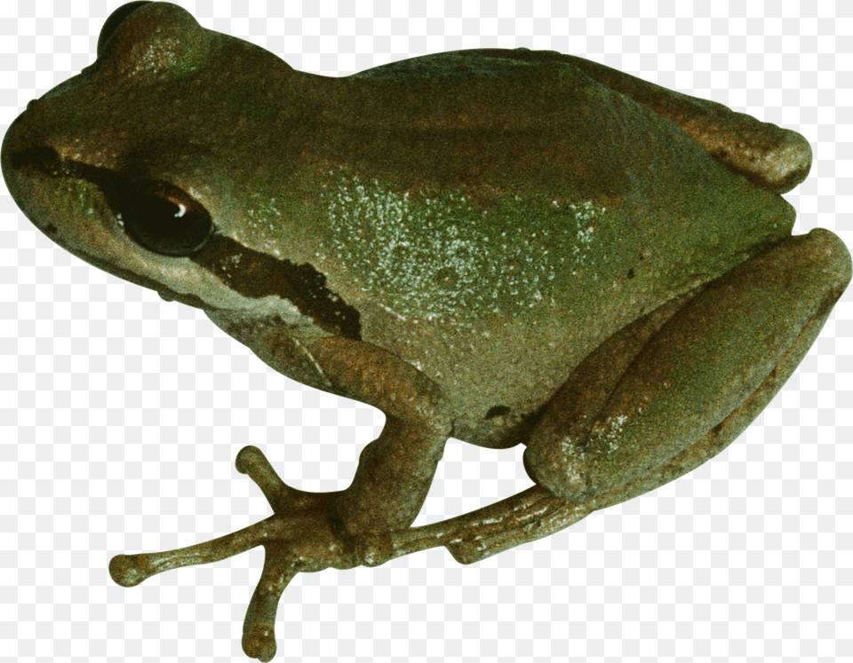 Frog, Amphibian, Animal, Wildlife, Tree Frog Png Image