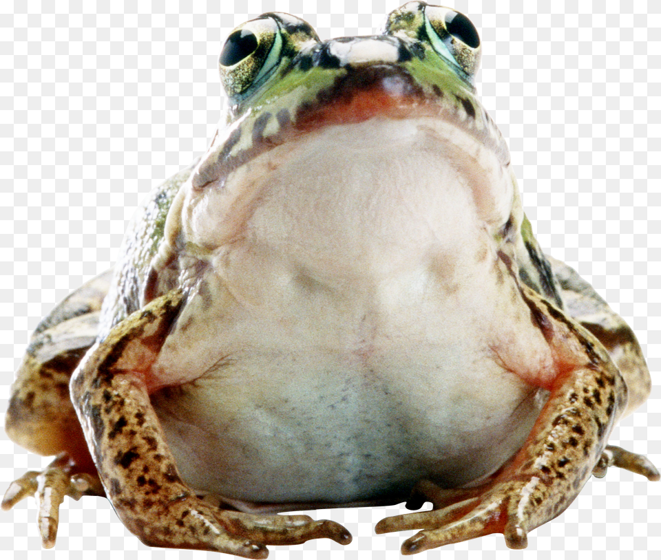 Frog, Amphibian, Animal, Wildlife, Reptile Free Transparent Png