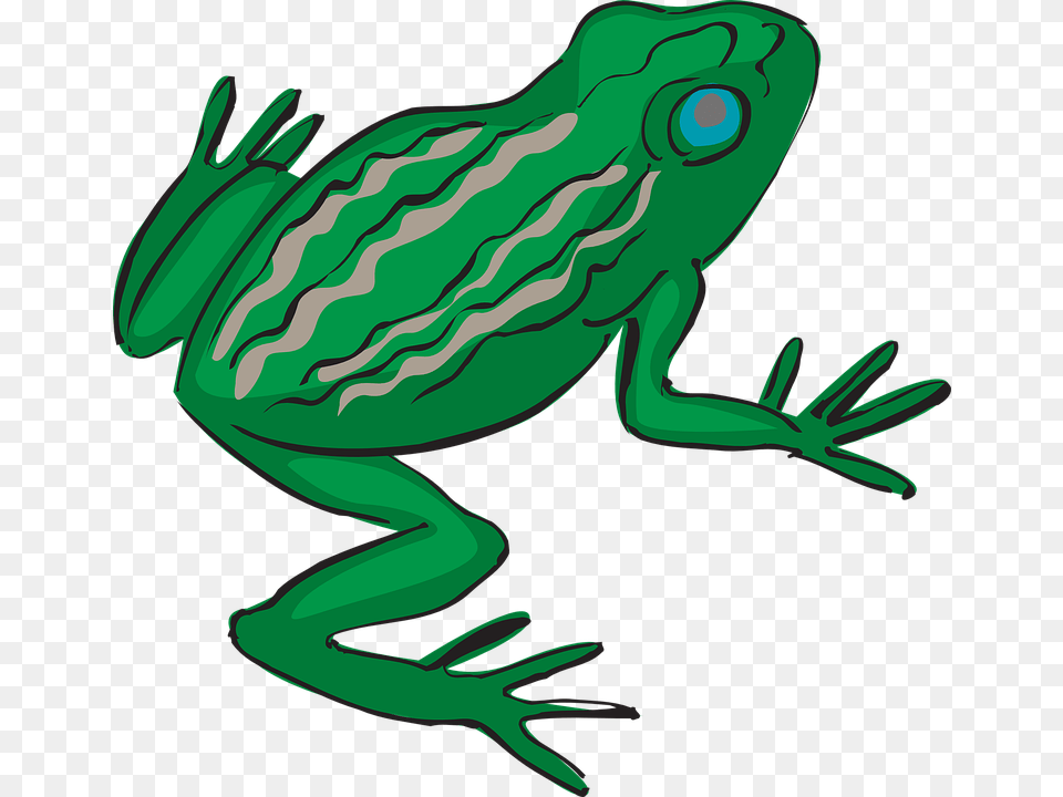 Frog Amphibian Tropical Rainforest Exotic Nature Rain Forest Frog Transparent Background, Animal, Wildlife Png Image