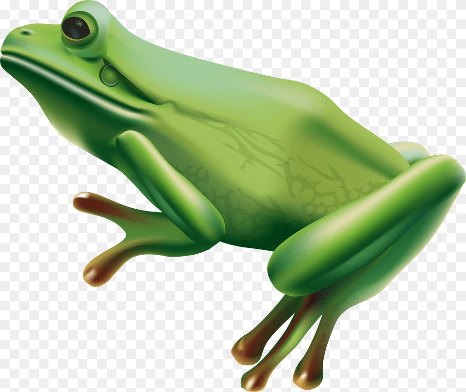 Frog Art Transparent Background Png
