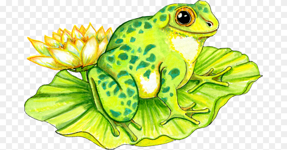 Frog Bathroom Paint Shop School Teacher Graphics Frog On Lily Pad Drawing, Amphibian, Wildlife, Animal, Green Free Png Download