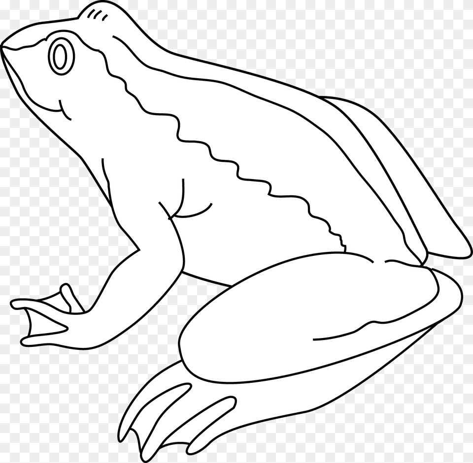Frog Black And White Clipart 4 Frog Black And White, Amphibian, Animal, Wildlife, Fish Png Image