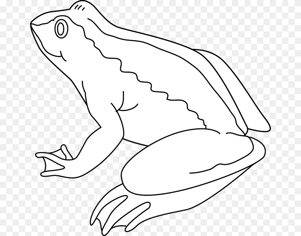 Frog Black And White Frog Clipart Black And White Frog Outline Black And White Clipart, Amphibian, Animal, Wildlife, Baby Png Image