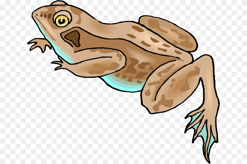 Frog Brown Frog Clipart, Amphibian, Animal, Wildlife, Person Free Transparent Png