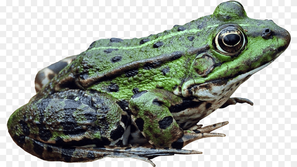 Frog Bullfrog, Amphibian, Animal, Wildlife, Lizard Free Transparent Png