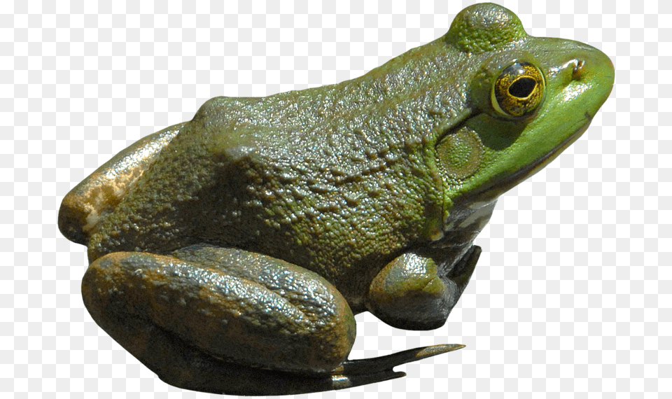 Frog Bullfrog, Amphibian, Animal, Wildlife, Fish Free Png Download