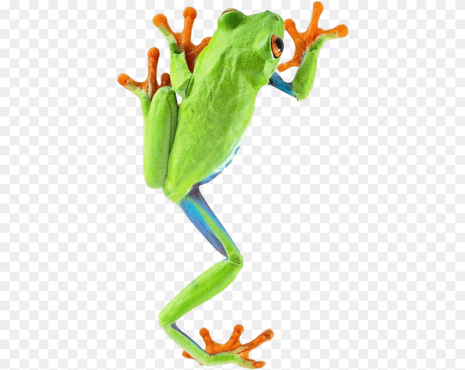 Frog Climbing Frog, Amphibian, Animal, Wildlife, Tree Frog Png