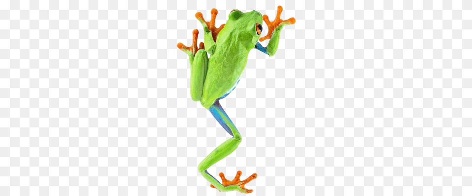 Frog Climbing Amphibian, Animal, Wildlife, Tree Frog Free Transparent Png