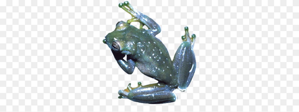 Frog Clip Art Eastern Spadefoot, Amphibian, Animal, Wildlife, Tree Frog Free Png