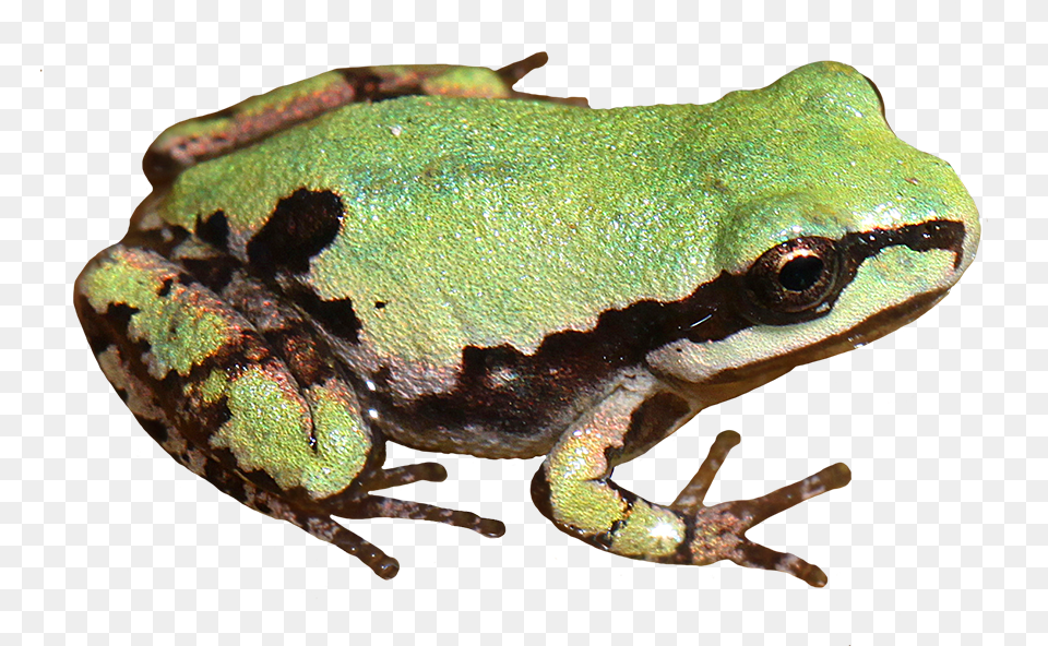 Frog Clip Art Pacific Tree Frog Transparent Background, Amphibian, Animal, Wildlife, Lizard Png