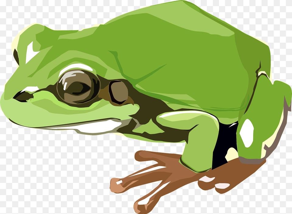 Frog Clipart, Amphibian, Animal, Wildlife, Tree Frog Free Transparent Png