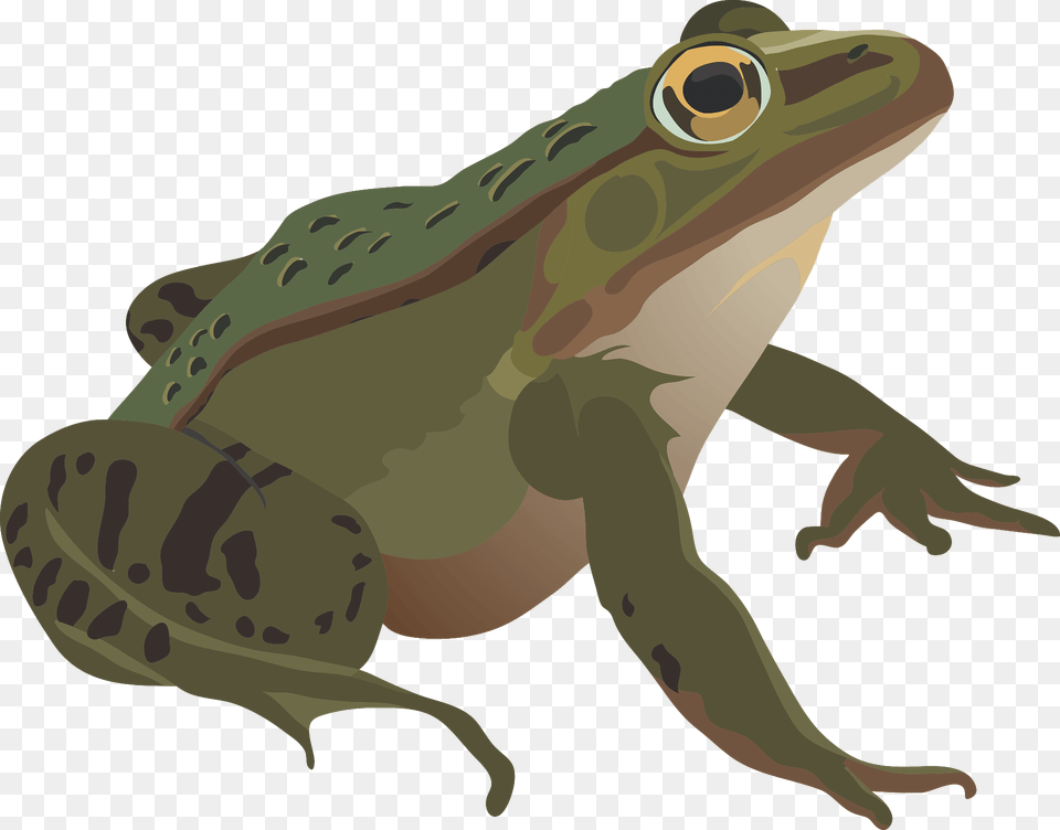 Frog Clipart, Amphibian, Animal, Wildlife, Fish Png