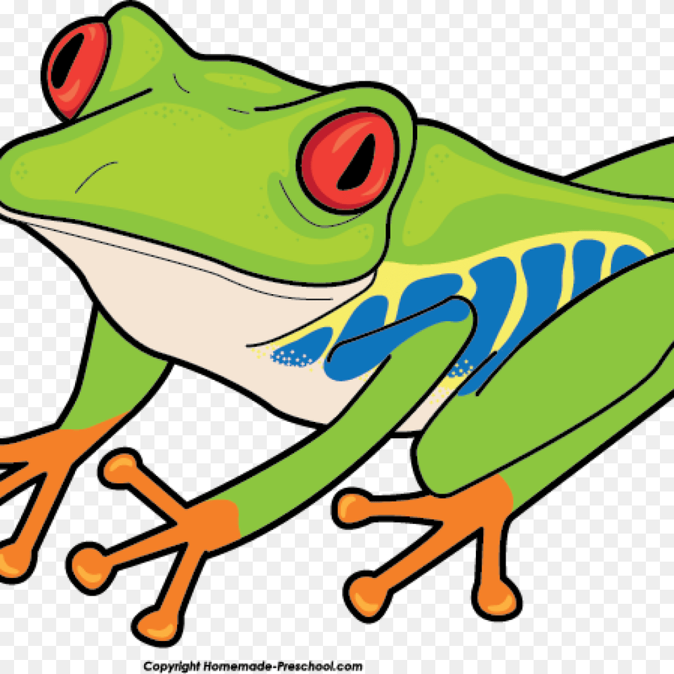 Frog Clipart School, Amphibian, Animal, Wildlife, Tree Frog Png Image