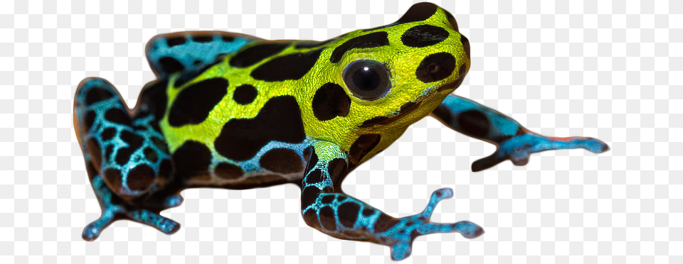 Frog Clipart Transparent Background, Amphibian, Animal, Wildlife, Lizard Free Png