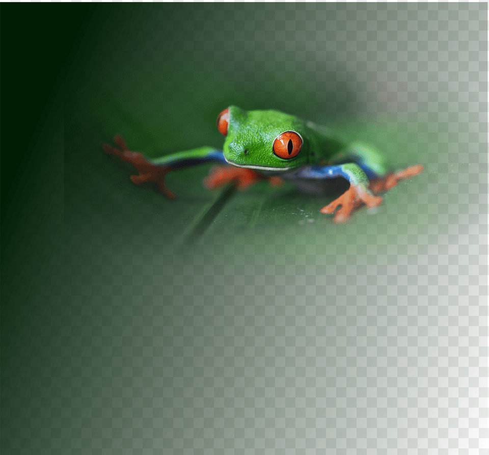 Frog Desktop Free Transparent Png