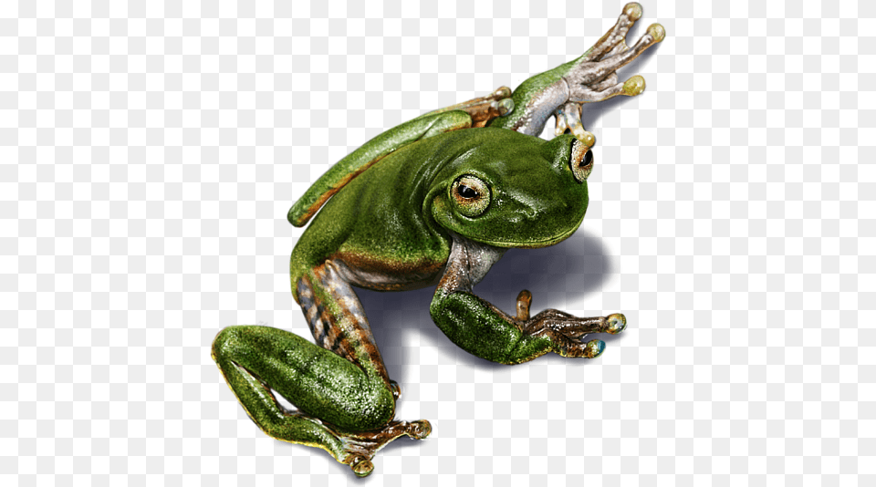 Frog Digital Painting, Amphibian, Animal, Wildlife, Lizard Png