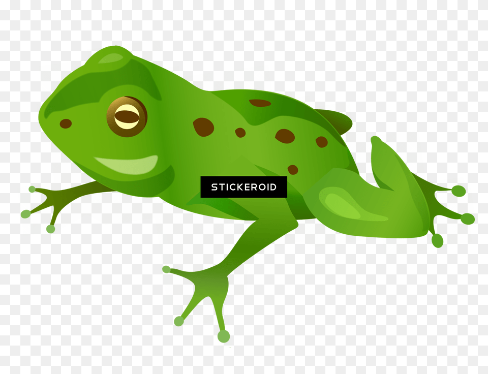 Frog Green, Animal, Green Lizard, Lizard Free Png Download