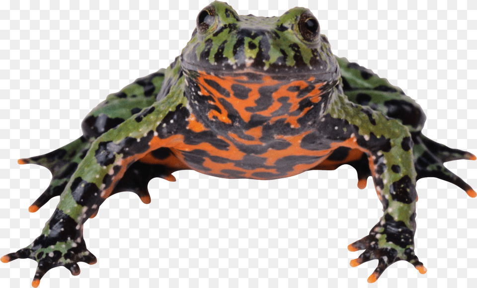 Frog Fire Bellied Toad Transparent, Animal, Wildlife, Amphibian, Lizard Free Png