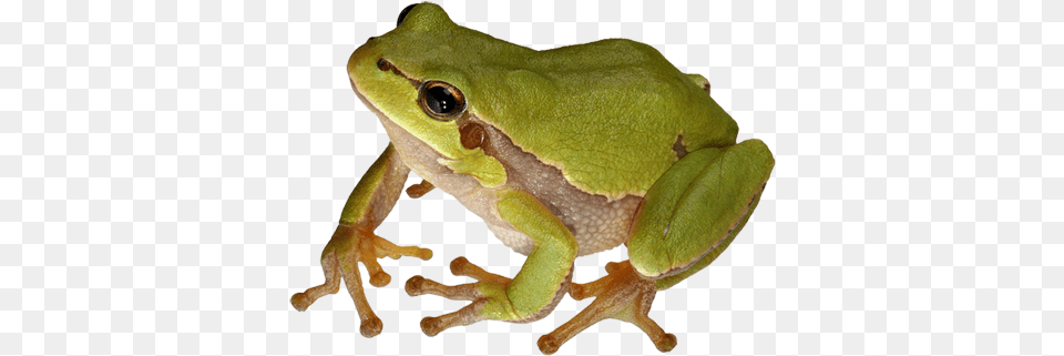 Frog Frog With White Background, Amphibian, Animal, Wildlife, Lizard Png Image