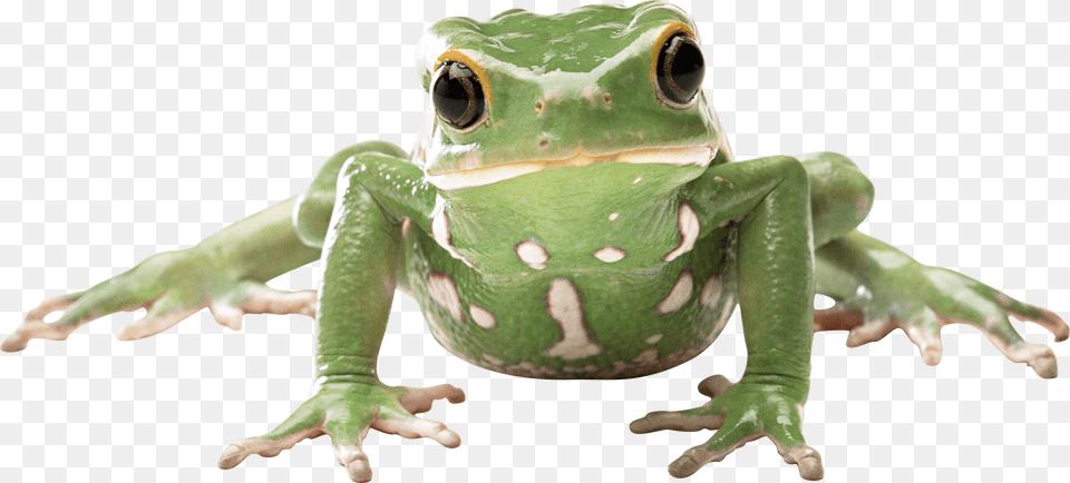 Frog Front, Amphibian, Animal, Wildlife, Lizard Free Png