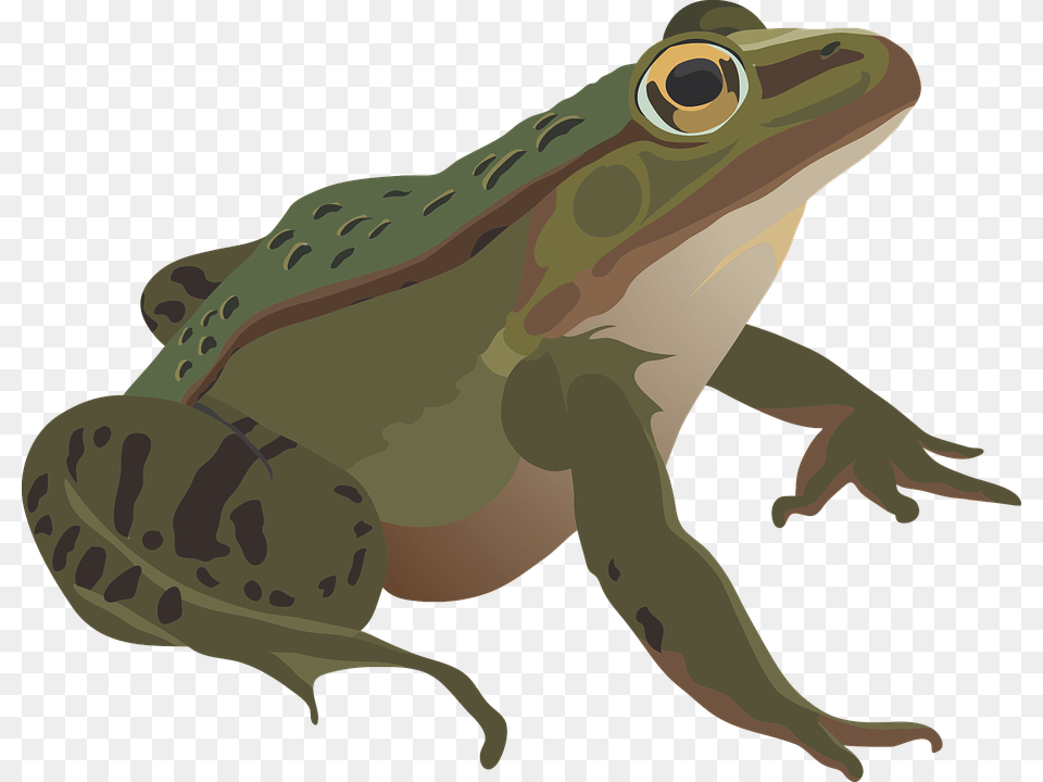 Frog Green Amphibian Animal Nature Wildlife Eye Anfibios, Person Free Transparent Png