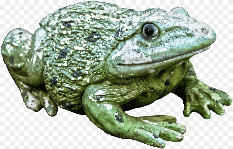 Frog Green Figure Ceramic Animal Figure Decoration Eastern Spadefoot, Amphibian, Wildlife, Fish, Sea Life Png Image
