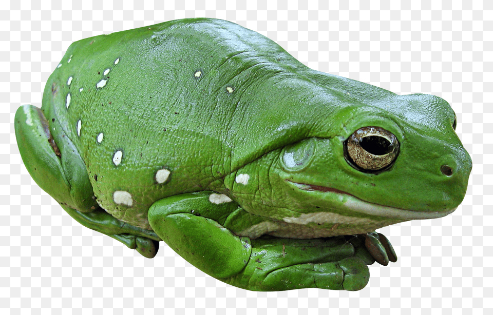 Frog Green Frog, Amphibian, Animal, Wildlife, Lizard Png