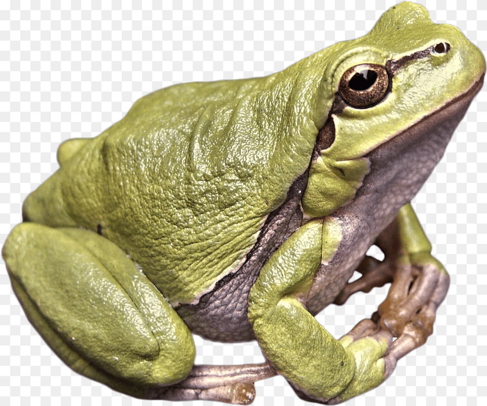 Frog Green Image, Amphibian, Animal, Lizard, Reptile Free Png Download