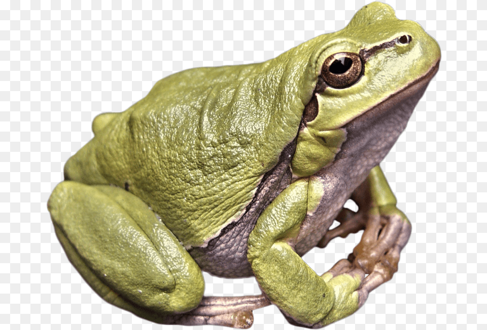Frog Green Image Frosch, Amphibian, Animal, Wildlife, Lizard Free Png