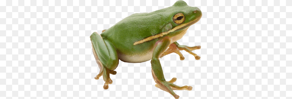Frog Green Sideview Right, Amphibian, Animal, Wildlife, Tree Frog Png