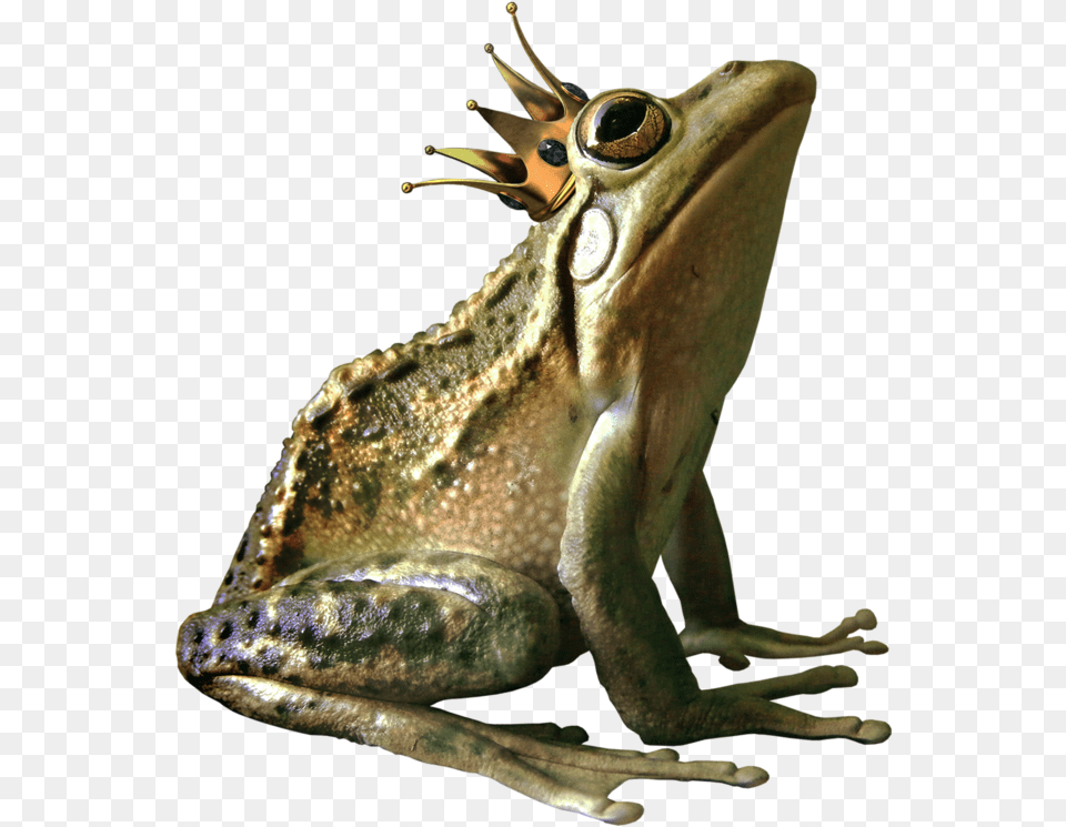 Frog High Quality Arts Frog With Crown Clipart, Amphibian, Animal, Wildlife, Lizard Png Image