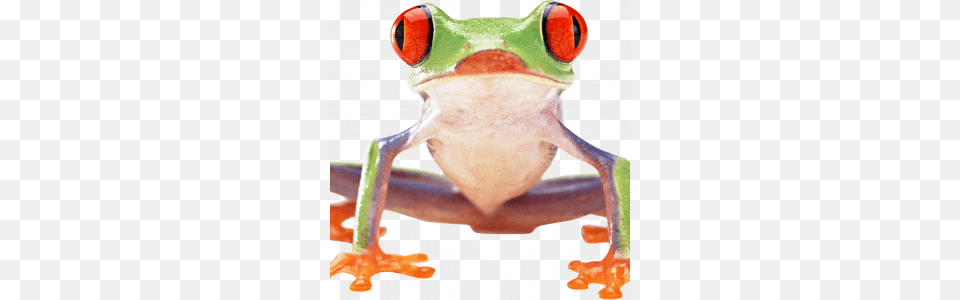 Frog Icon Web Icons, Amphibian, Animal, Wildlife, Tree Frog Free Transparent Png