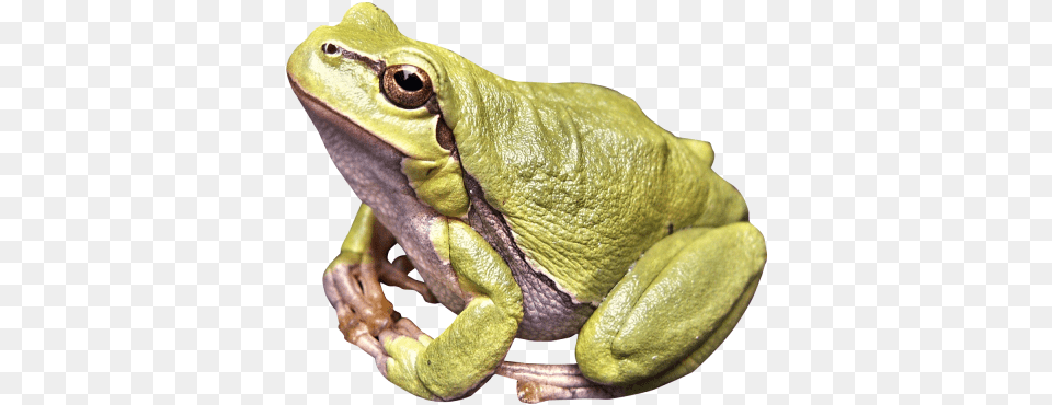 Frog Image Frog, Amphibian, Animal, Wildlife, Tree Frog Png