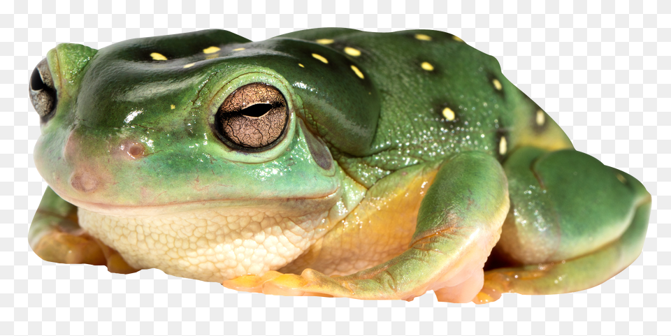 Frog Image Frog, Amphibian, Animal, Wildlife, Lizard Free Transparent Png