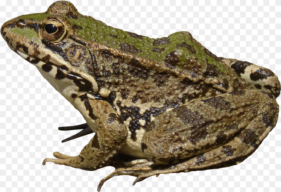 Frog Image Frog, Amphibian, Animal, Fish, Sea Life Free Png
